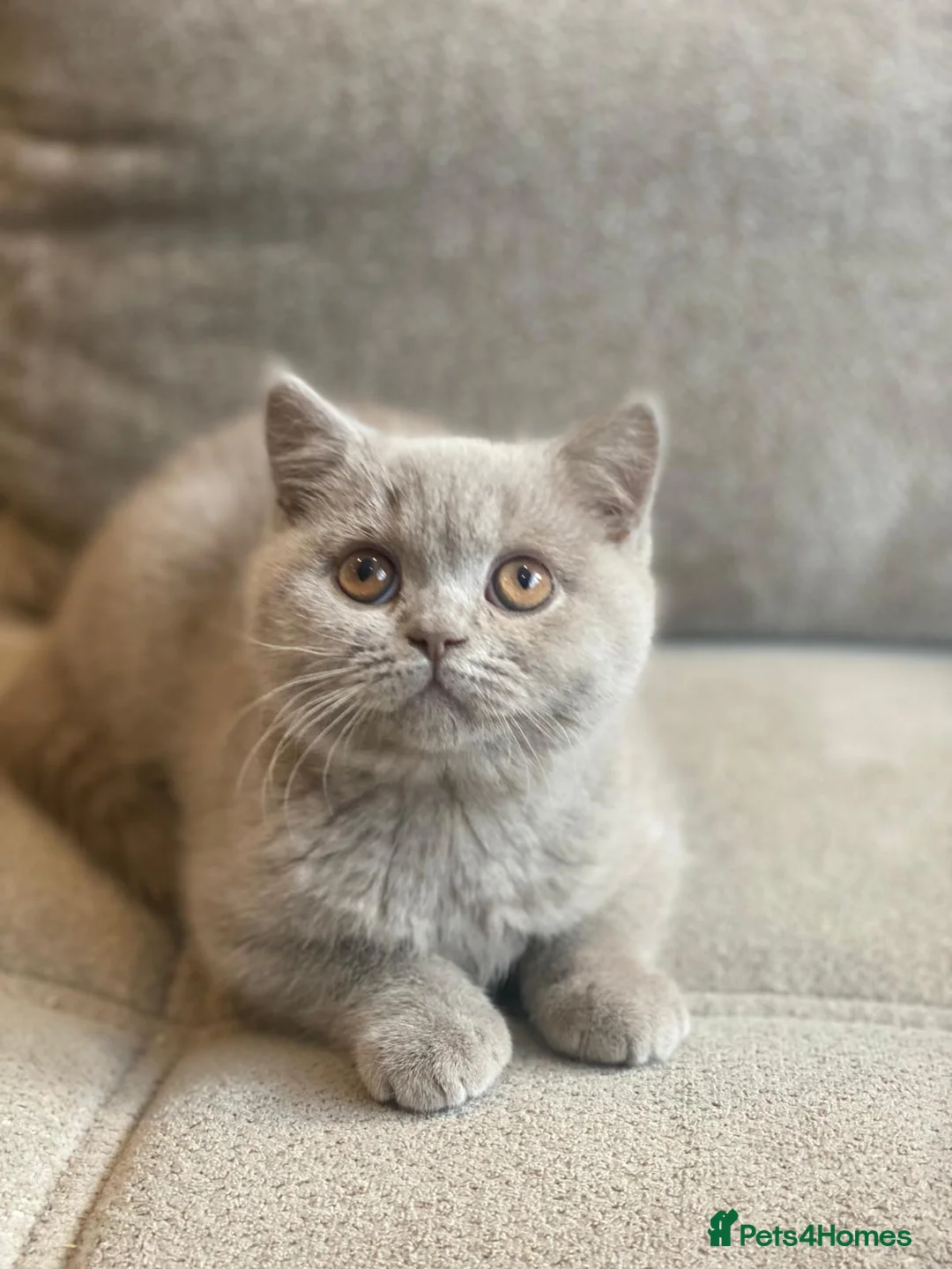 British Shorthair cats for sale: GCCF Pedigree British Shorthair Lilac Boy - Advert 9