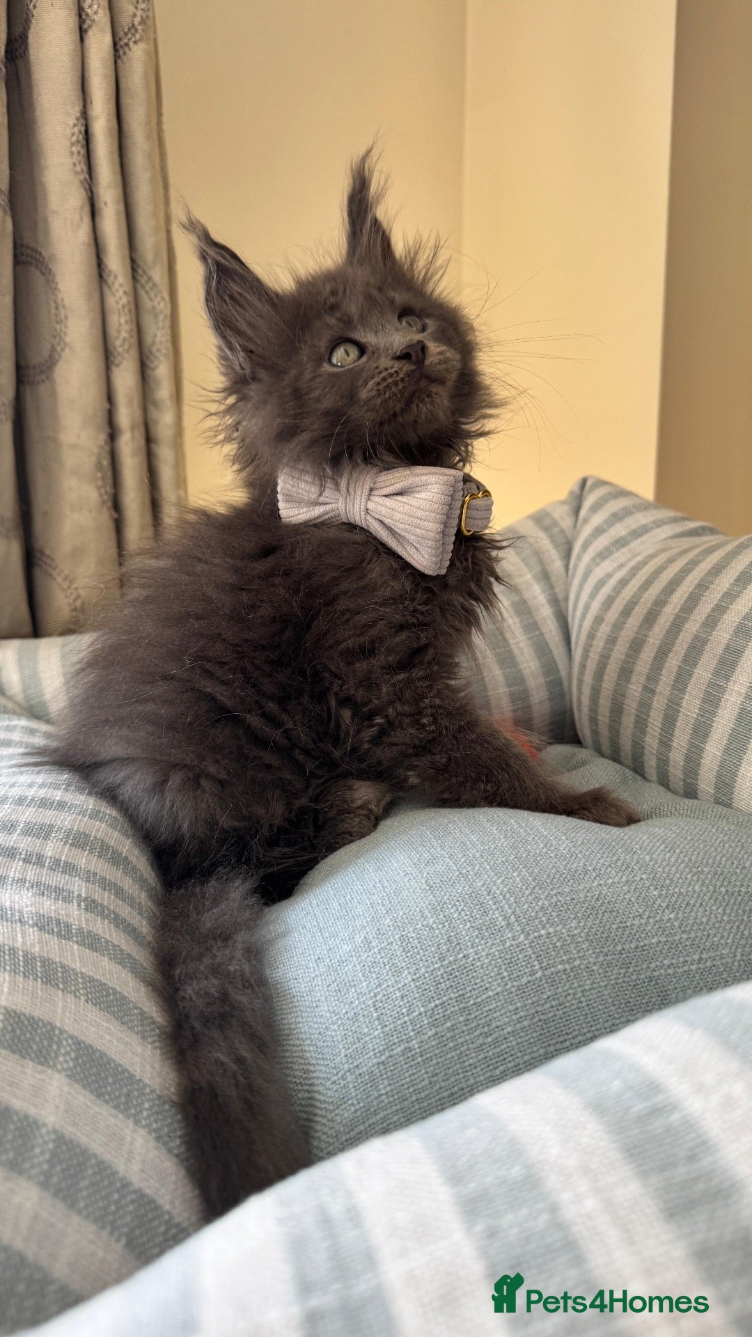 Maine Coon cats GCCF Rarely Available Mackerel XXLRussianBloodline - Advert 18