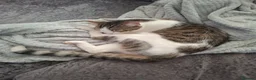 Domestic Shorthair cats for sale: Brother and sister  in Peterlee - Advert 5