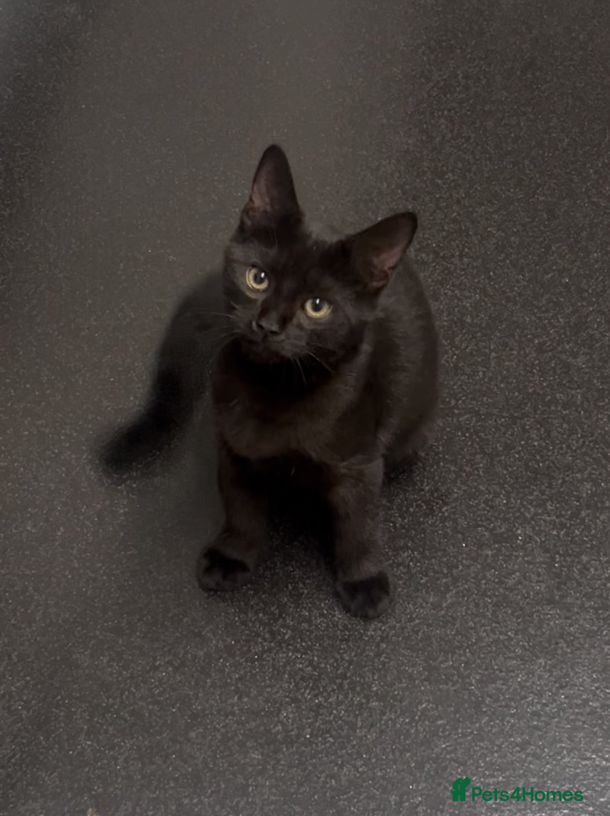 British Shorthair cats Super sweet Male kitten - Advert 1