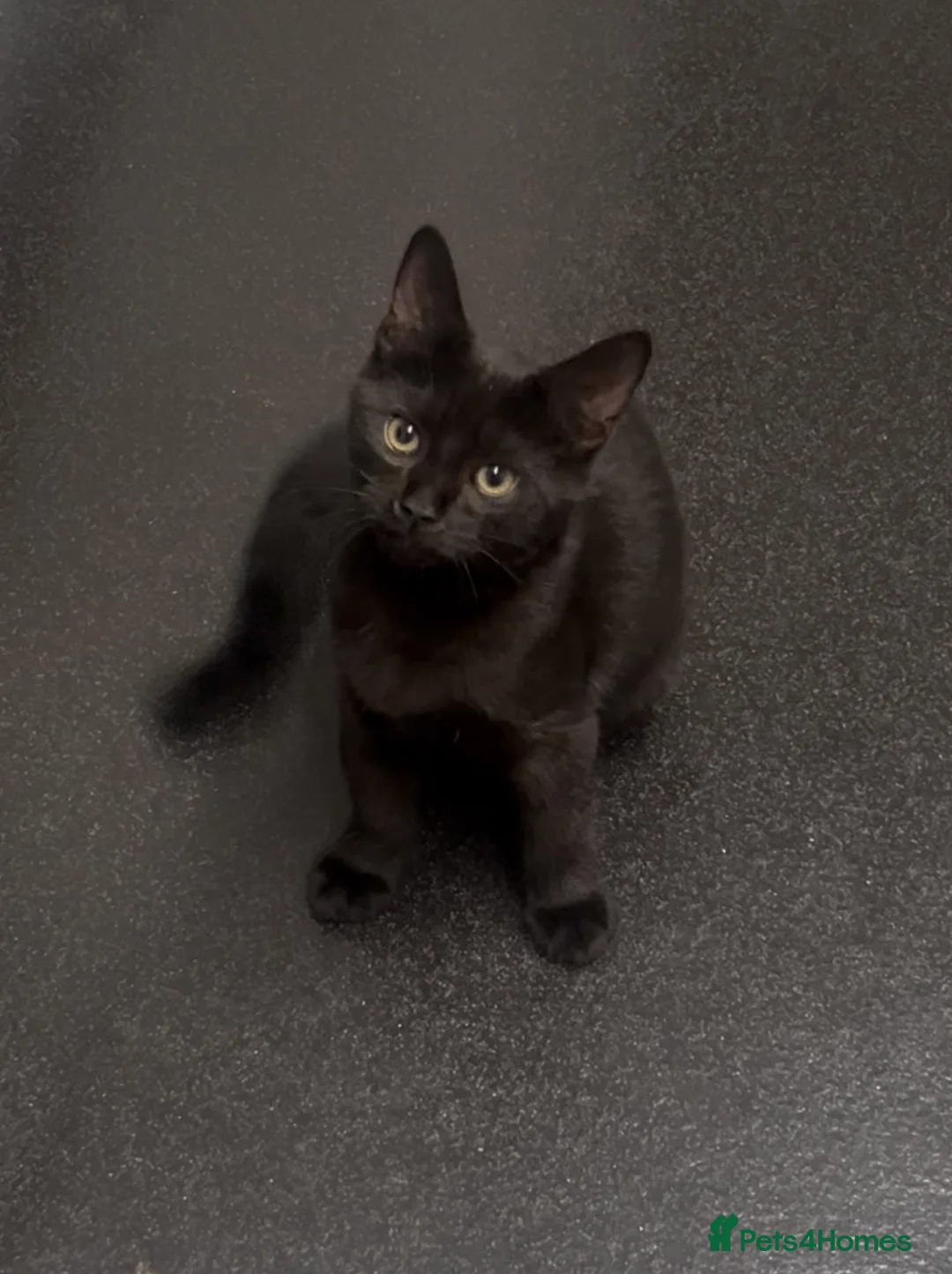 British Shorthair cats for sale: Super sweet Male kitten - Advert 1