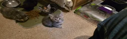 Mixed Breed cats for sale: Friendly, playful and sweet kittens  - Advert 8