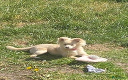 Pomeranian dogs for sale: Pomeranian girl  - Advert 3