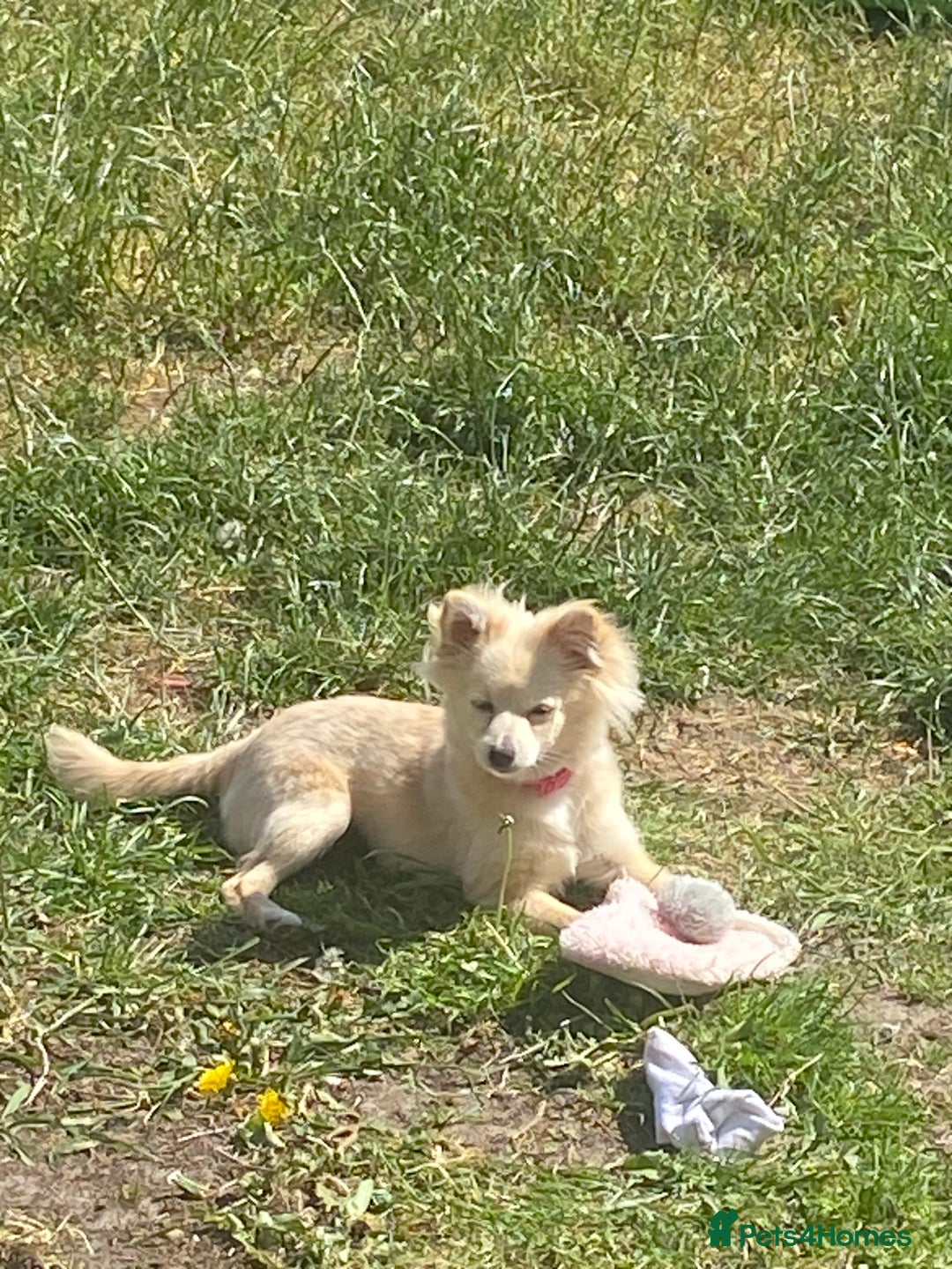 Pomeranian dogs for sale: Pomeranian girl  - Advert 3