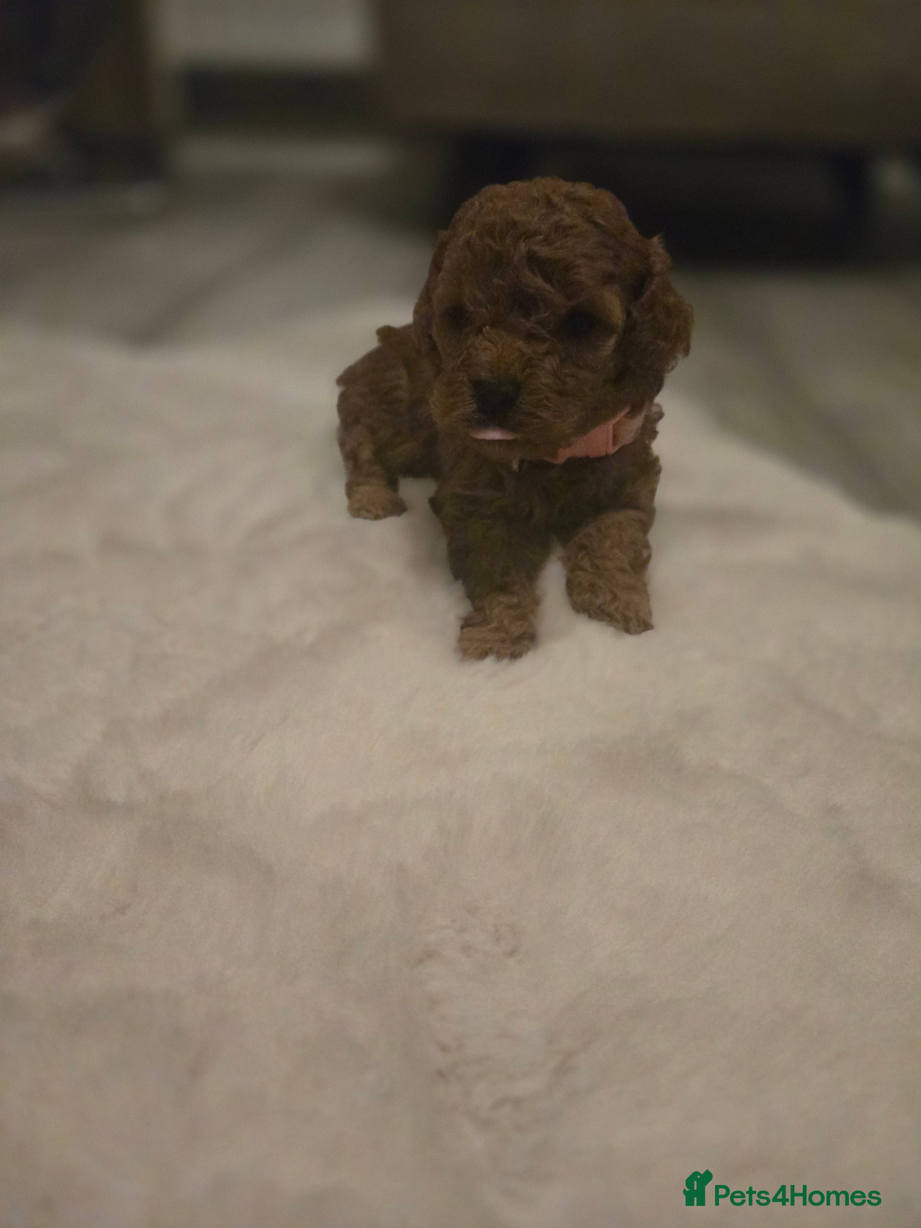 Toy Poodle dogs  Red toy poodles  - Advert 3