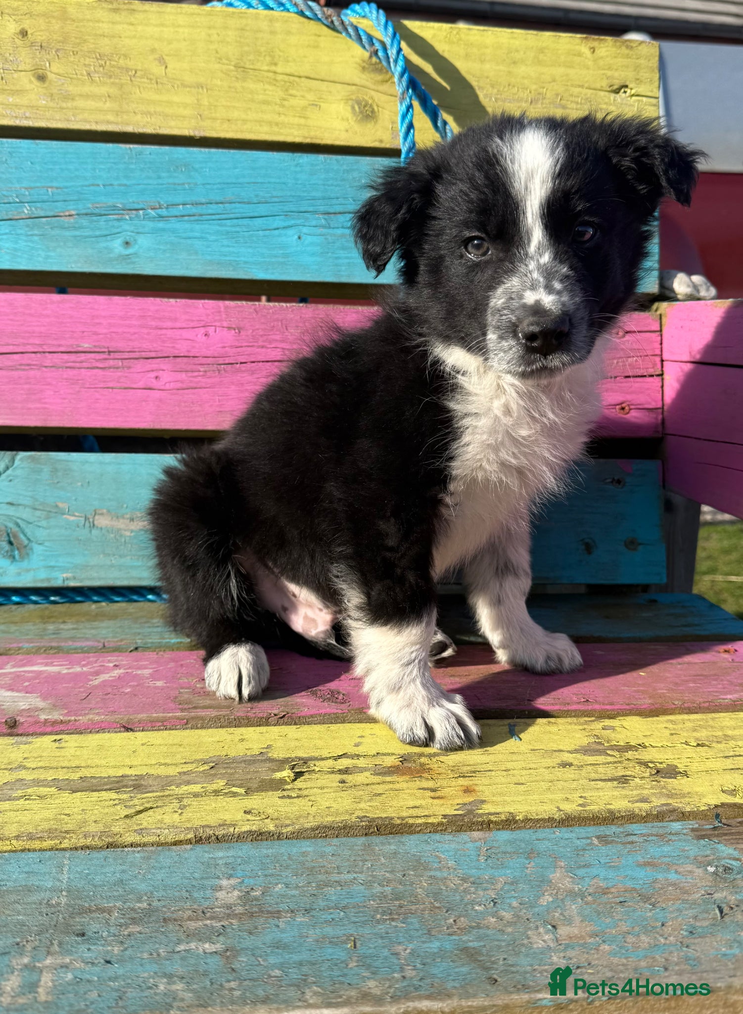 Border Collie dogs ⚡️ Border Collie Puppies From Working Lines ⚡️ - Advert 2