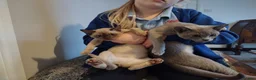 Burmese cats for sale: Gorgeous litter of blue and choco Burmese kittens - Advert 4