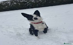 Border Collie dogs for sale: Billy 3 year old border collie - Image 6
