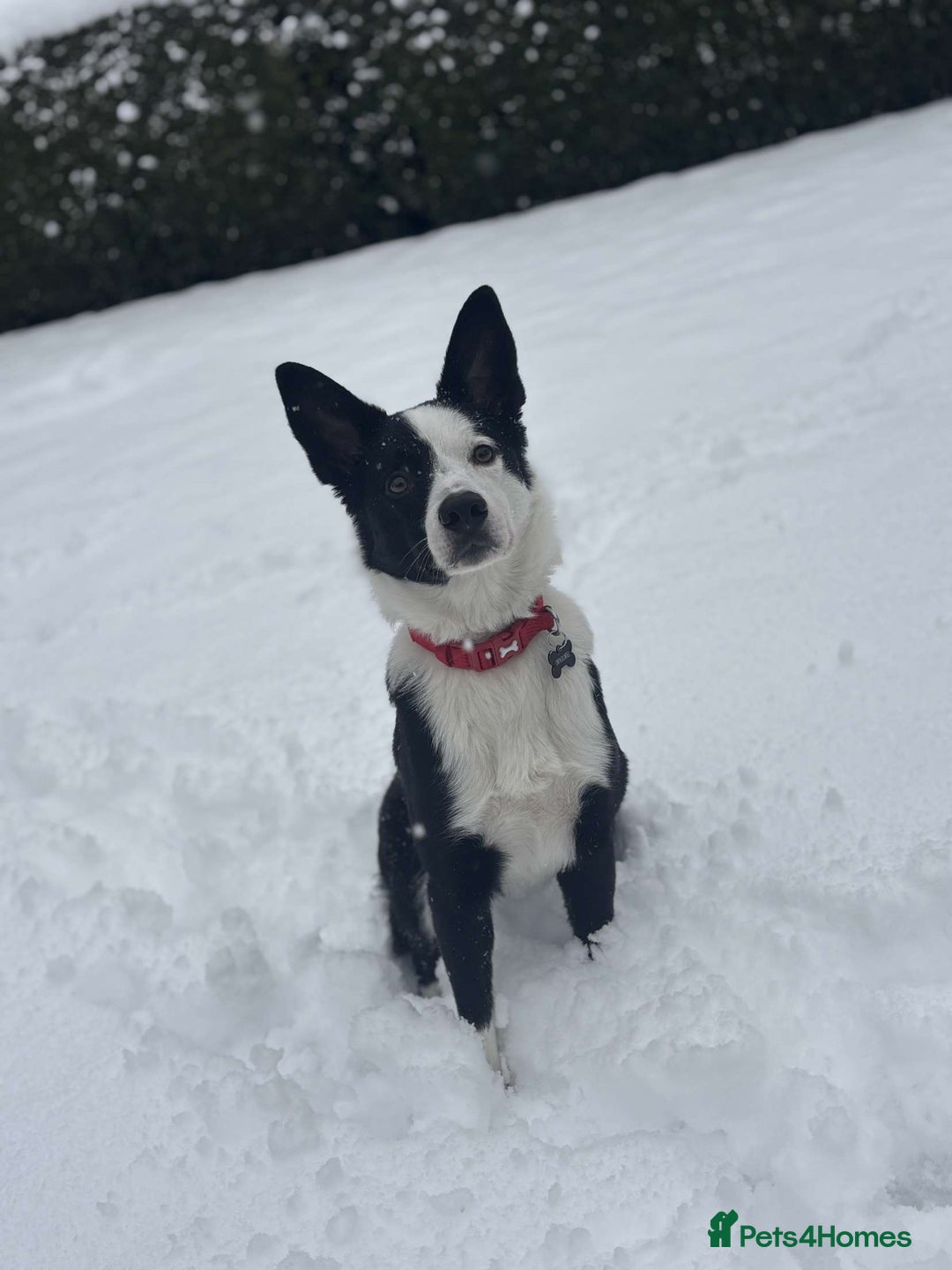Border Collie dogs for sale: Billy 3 year old border collie - Image 6