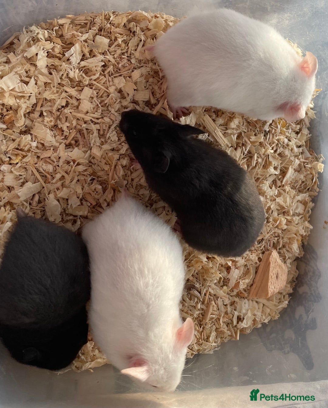 Hamster rodents for sale: Baby female Syrian hamsters from show stock  - Advert 12
