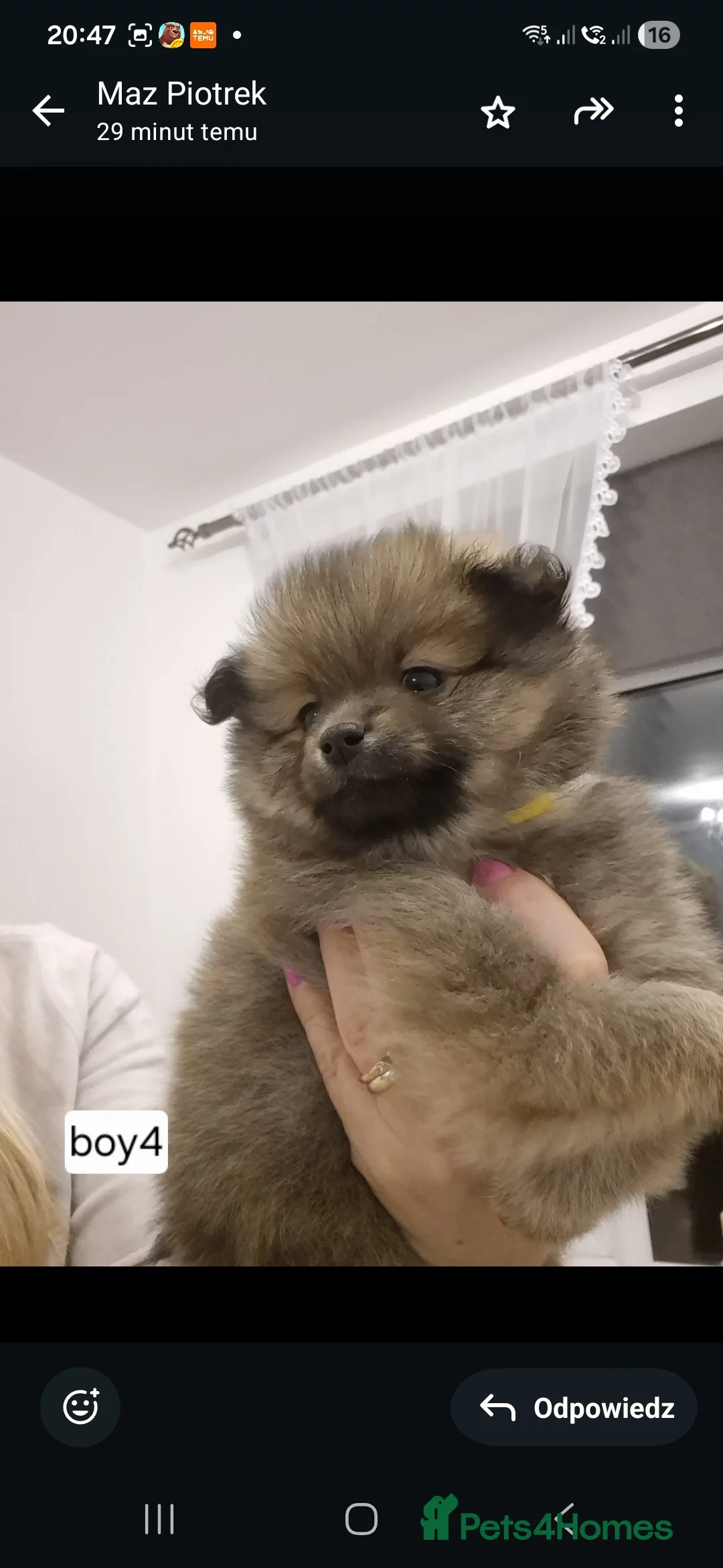 Pomeranian dogs for sale: Puppy pomeranian - Advert 12