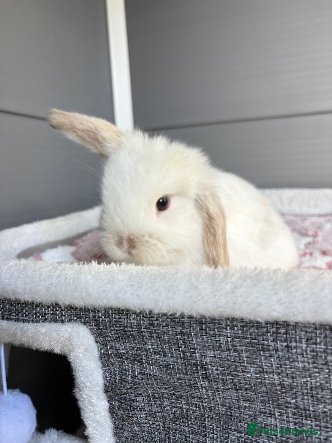 Mini Lop rabbits for sale: Friendly pure bred mini lops  - Image 13