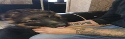 German Shepherd dogs for sale: German shepherd puppies - Advert 11
