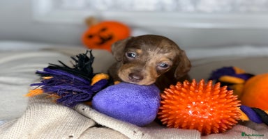 Miniature Dachshund dogs - Advert 13