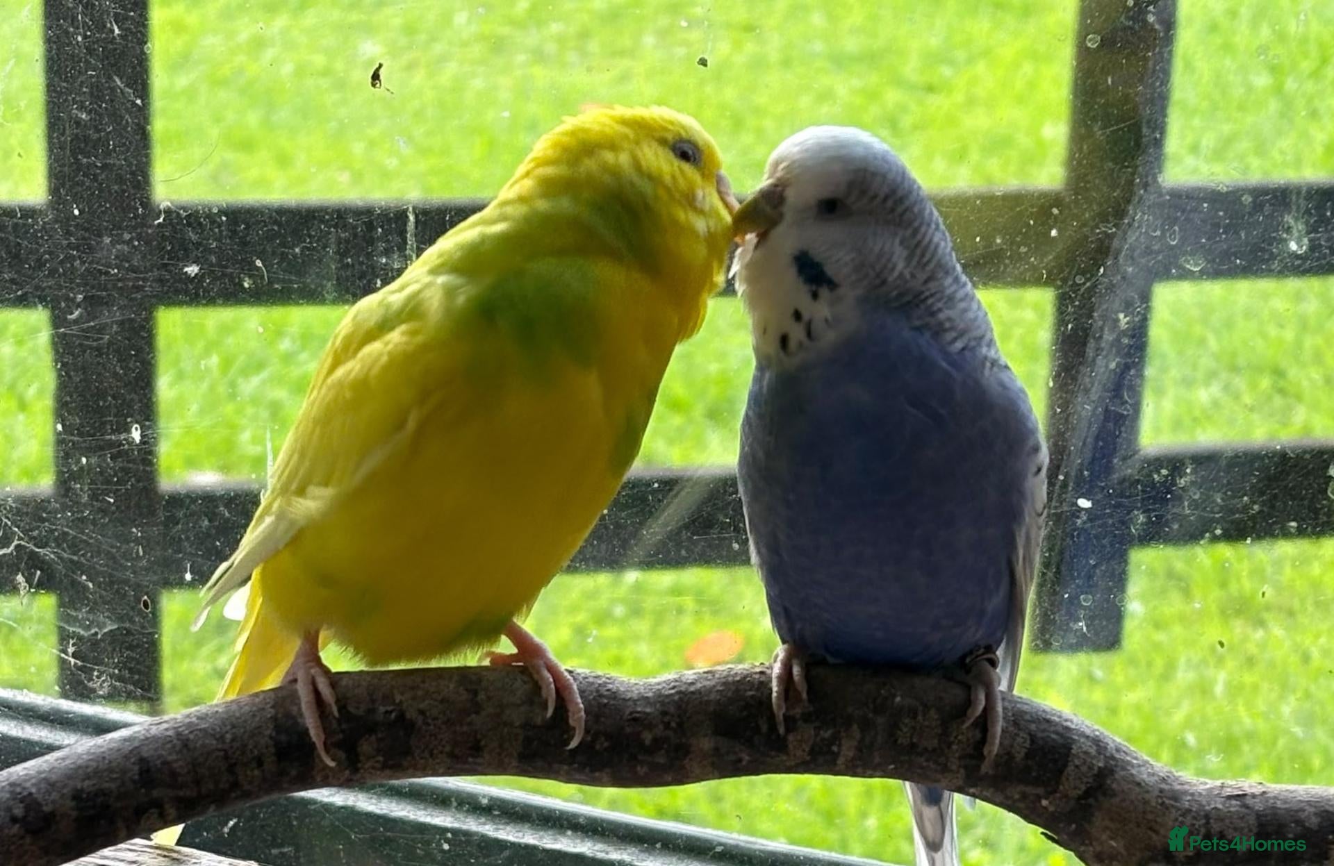 Budgerigars birds Pair of budgies - Advert 1