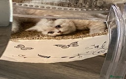 British Shorthair cats for sale: GCCF REG HEALTH TESTED KTTENS AVAILABLE 🥰 - Image 9