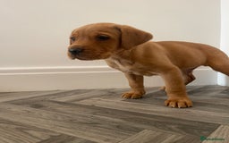 Labrador Retriever dogs for sale: Red Fox Labrador Puppies  - Image 10