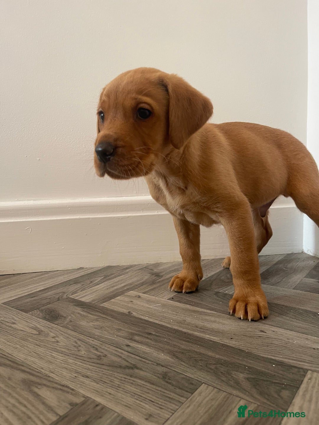 Labrador Retriever dogs for sale: Red Fox Labrador Puppies  - Image 10