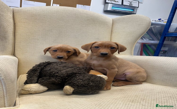 Labrador Retriever dogs - Advert 7