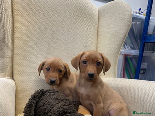 Labrador Retriever dogs - Advert 4