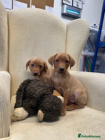 Labrador Retriever dogs - Advert 7