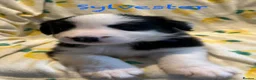 Border Collie dogs for sale: Stunning Border Collie Pups - Advert 5
