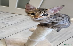 Savannah cats for sale: Britishpride F7 Savannah Kittens Male and female  - Image 4