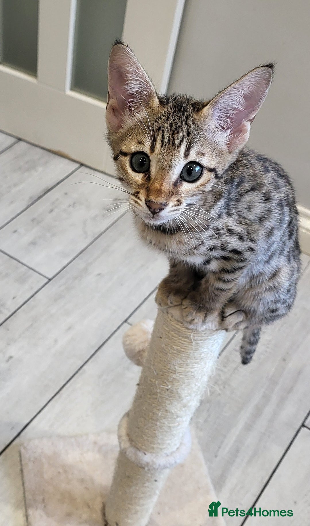 Savannah cats for sale: Britishpride F7 Savannah Kittens Male and female  - Image 4