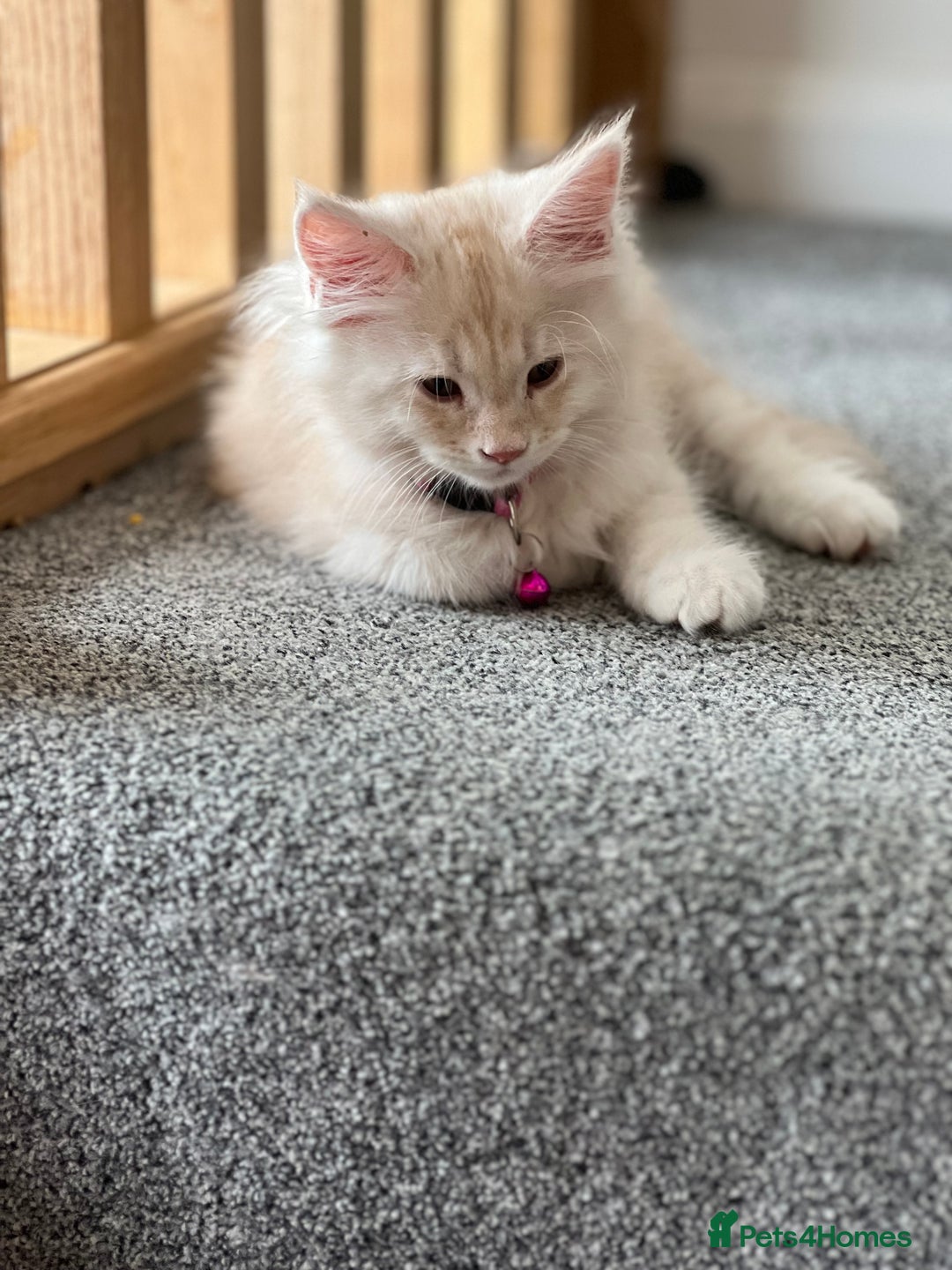 Maine Coon cats for sale: Full pedigree Maine Coon Kittens - Image 12