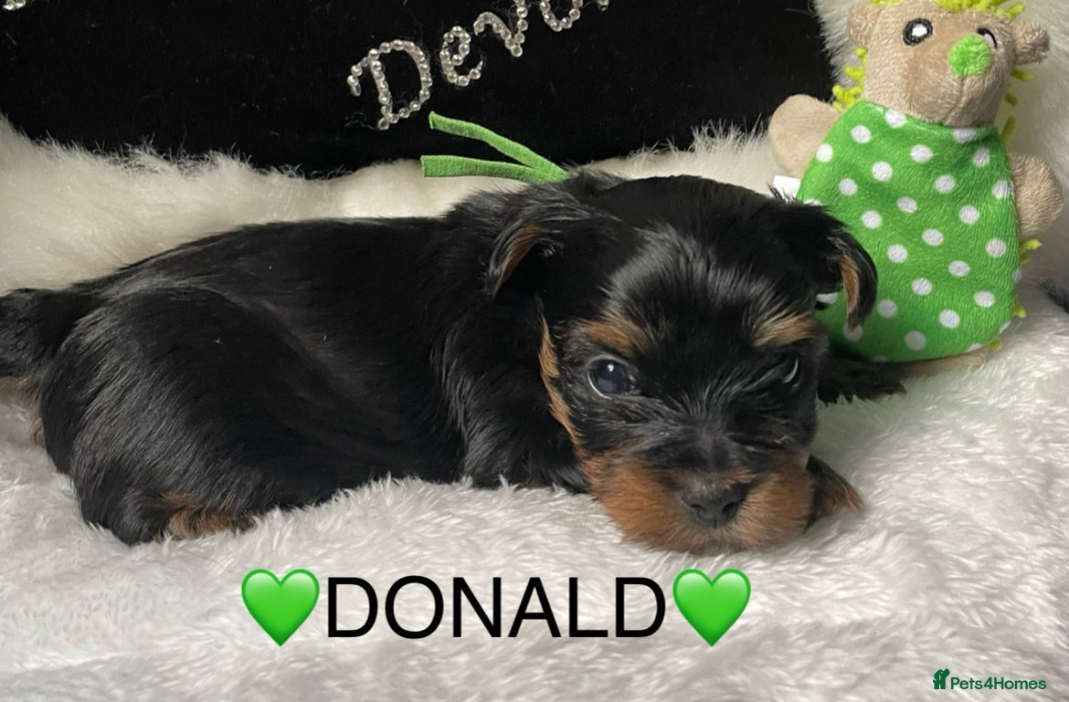 Mixed Breed dogs Adorable Yorkshire/Biewer Terriers - Advert 4