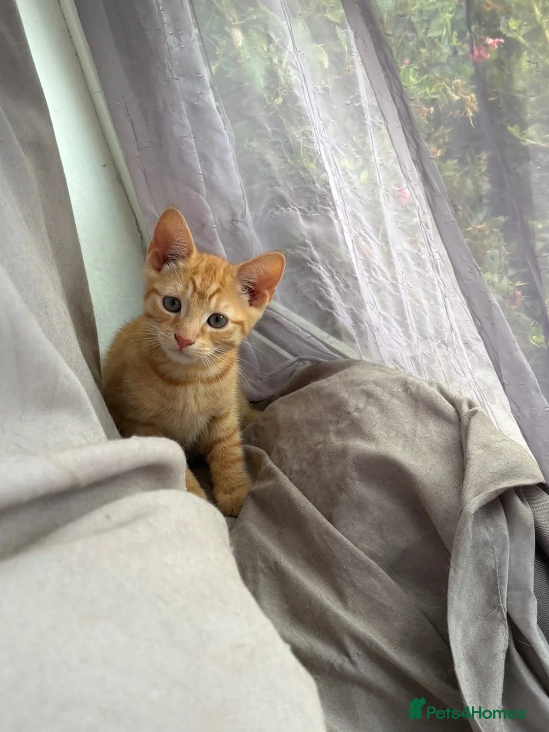 Mixed Breed cats for sale: 2 kittens in Ipswich - Advert 5