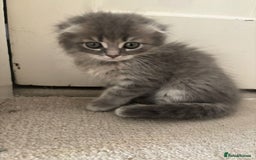Mixed Breed cats for sale: 5 kittens - Image 2