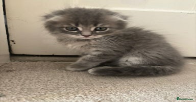 Mixed Breed cats - Advert 10