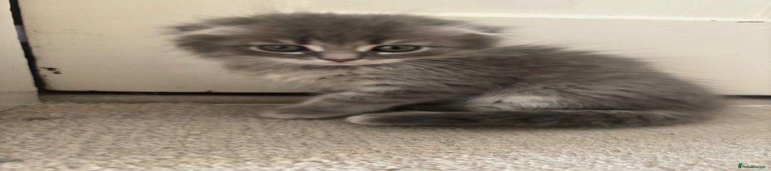 Kitten 2