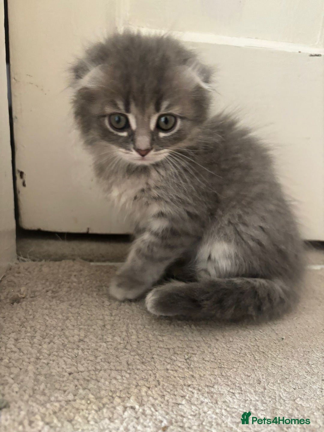 Mixed Breed cats for sale: 5 kittens - Image 2