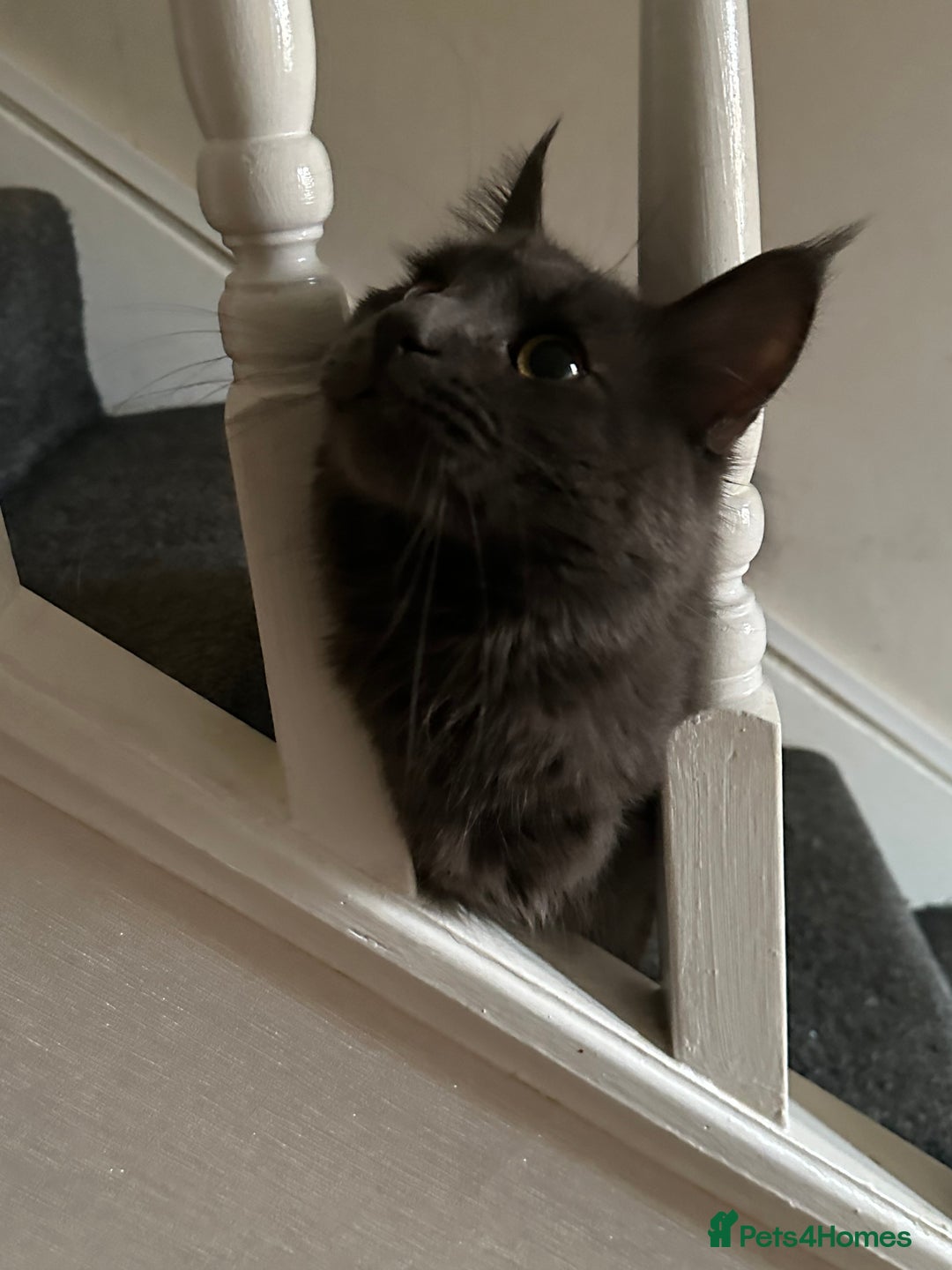 Maine Coon cats for sale: Maine coon kittens - Advert 6