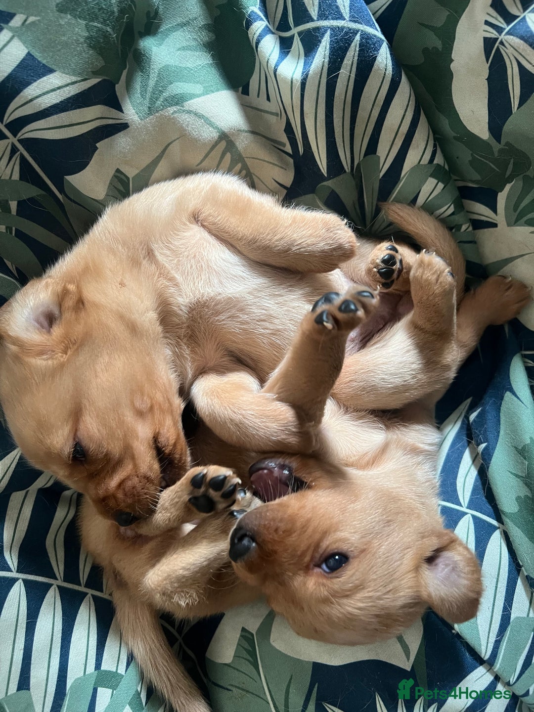 Cockerdor dogs for sale: Fox Red & Golden Labrador cross Cockerdor Puppies  - Image 6