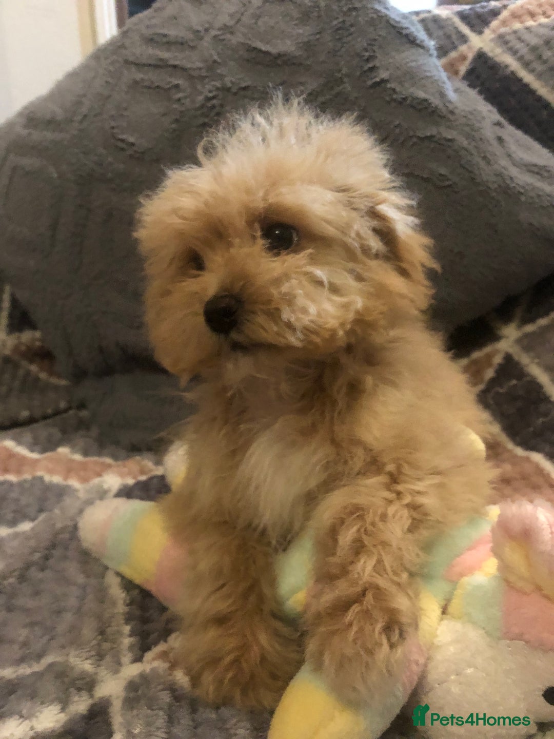 Maltipoo dogs for sale: Maltipoo puppies for sale  - Advert 2