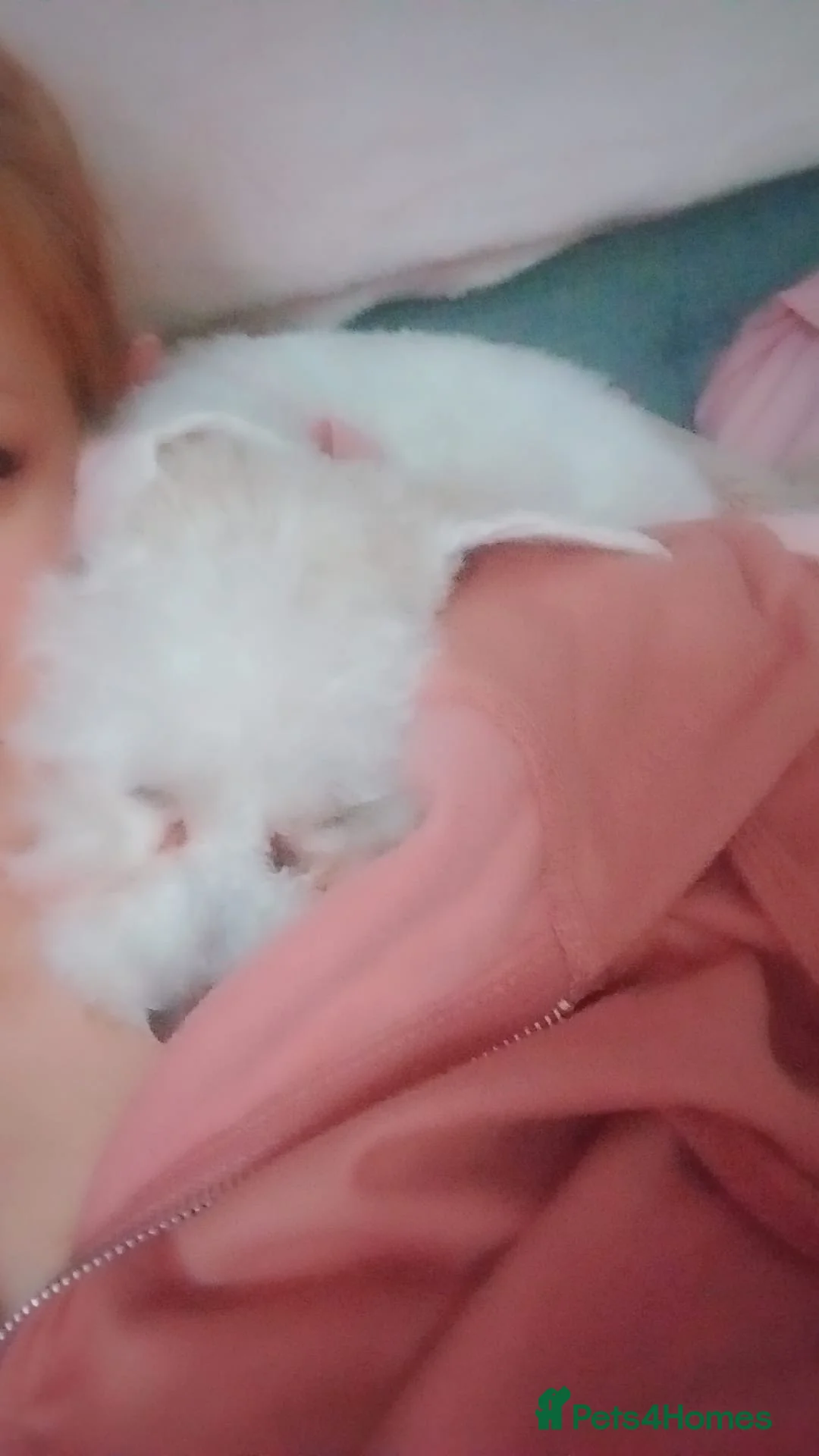 Bichon Frise dogs for sale: 1 year old female dog  in Wakefield - Advert 2