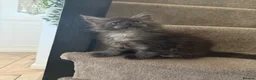 Maine Coon cats for sale: Beautiful Maine coon babies - Advert 7