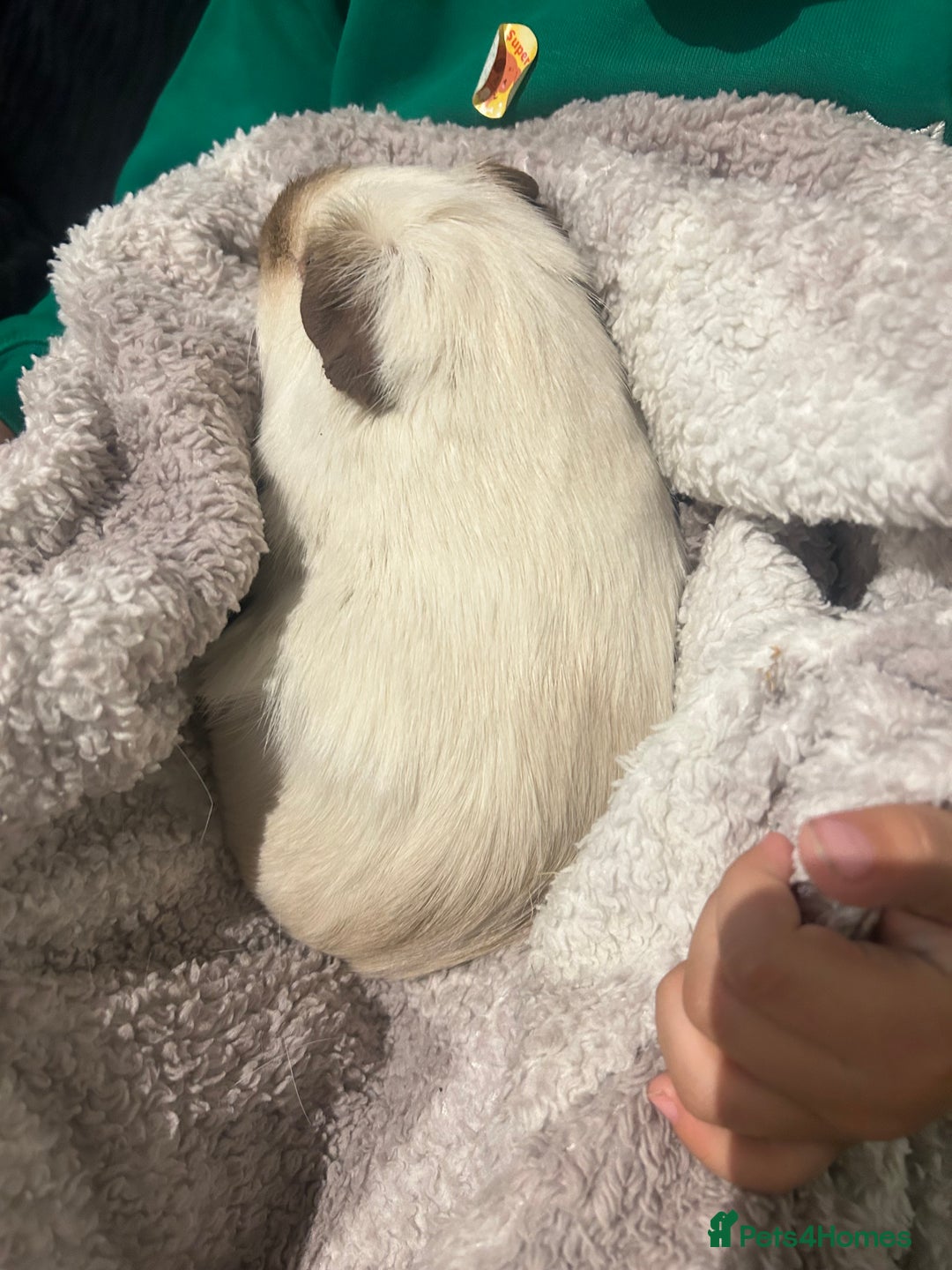 Guinea Pig rodents for sale: bonded male guinea pigs 8months  - Advert 9