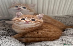 Mixed Breed cats for sale: SUPER FLUFFY KITTENS READY NOW - Advert 7