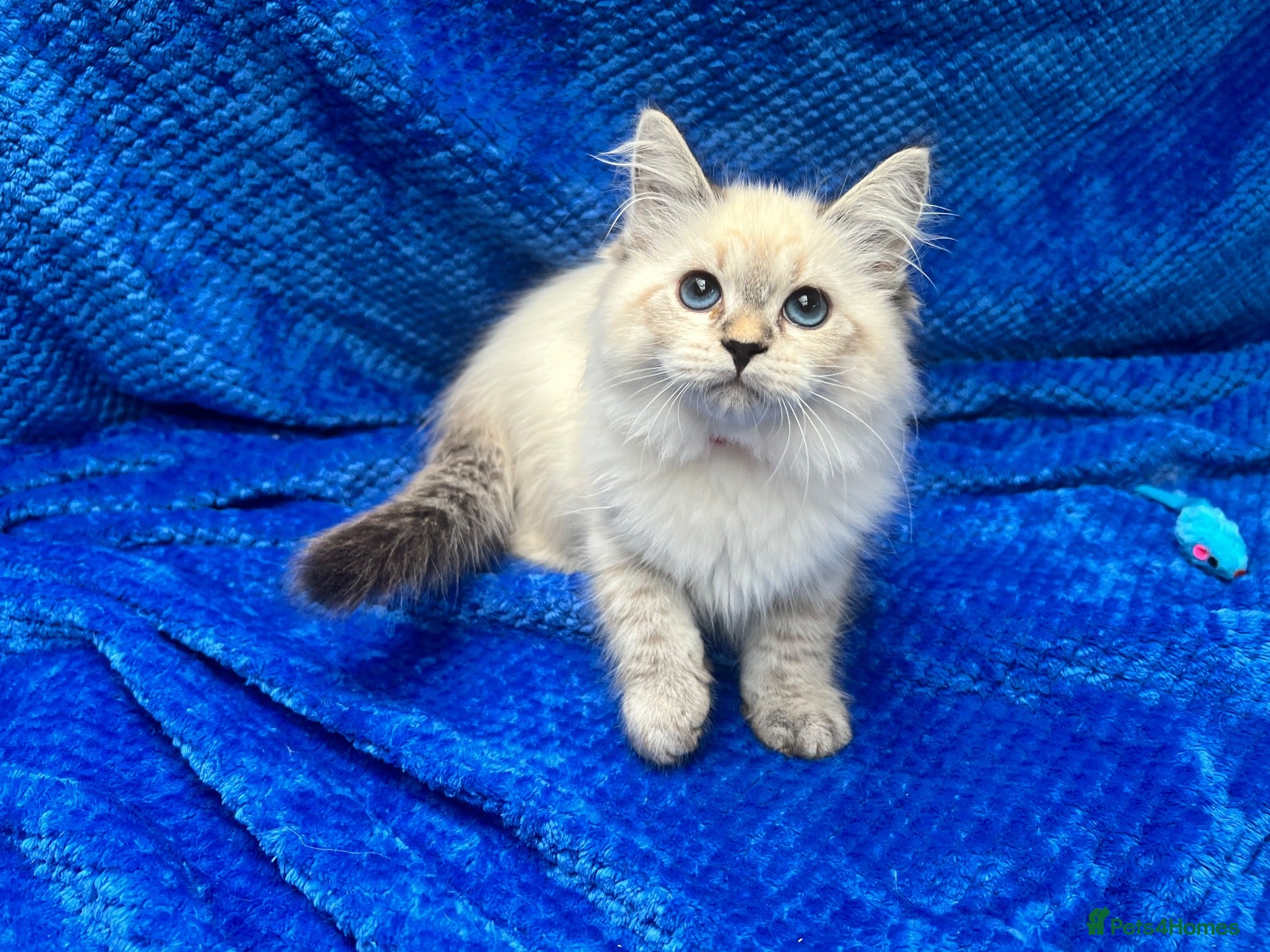 Siberian cats 💙💙Stunning GCCF Reg Siberian Babies💙💙 - Advert 1