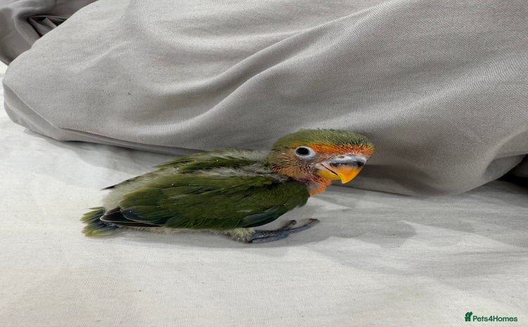 Lovebirds birds - Advert 3