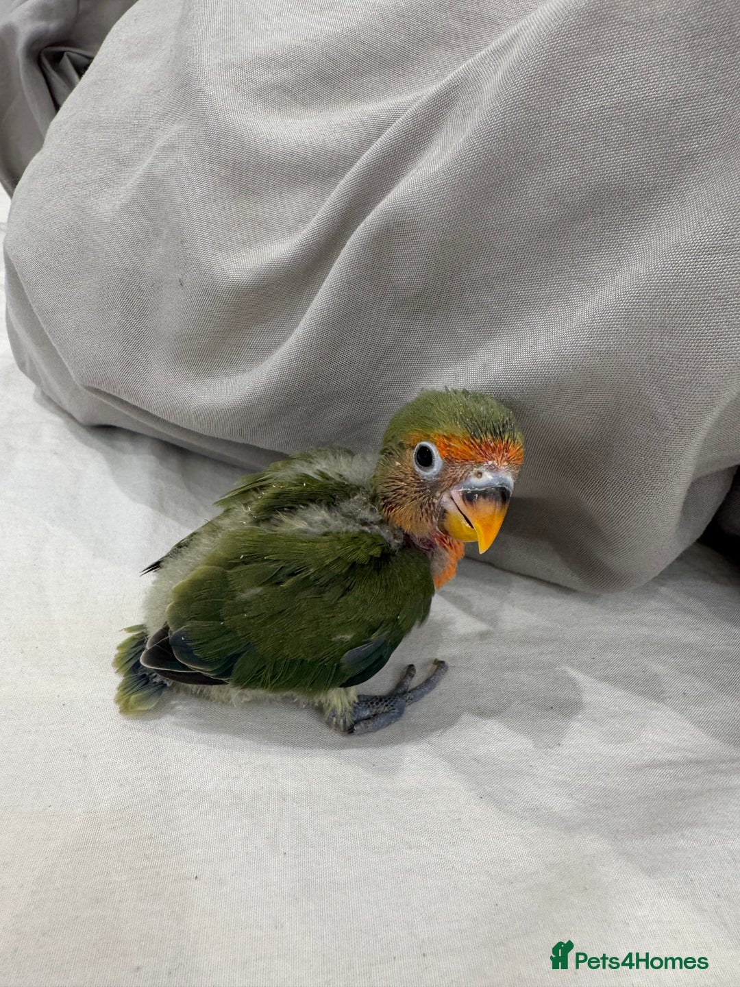 Lovebirds birds for sale: Hand-Reared Baby Peach-Faced Lovebird - Image 1