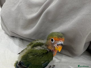 Lovebirds birds - Advert 14