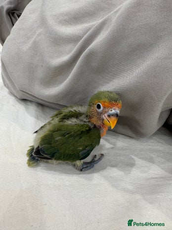 Lovebirds birds - Advert 5