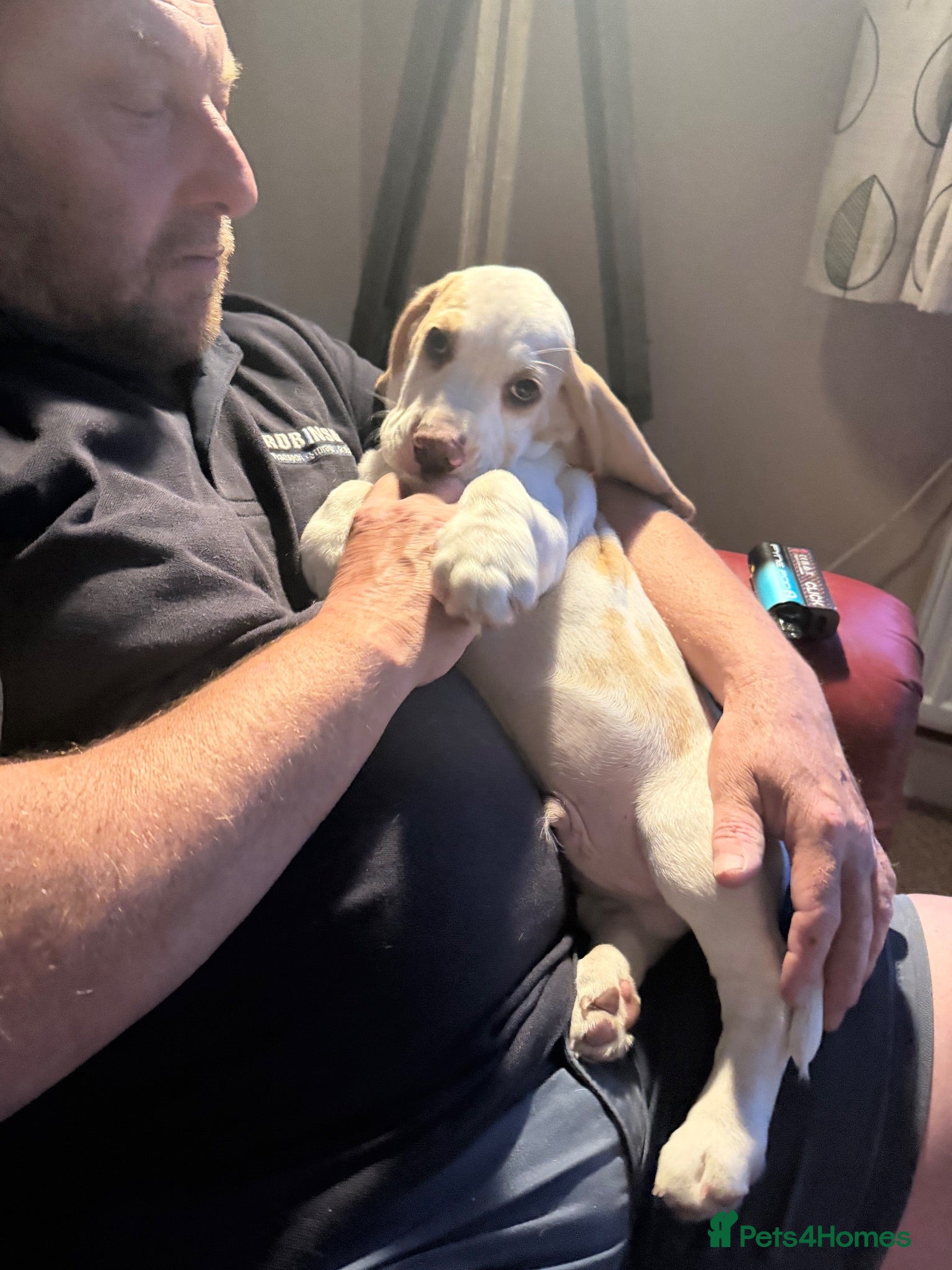 Beagle dogs Champion sired beagles KC reg & DNA health tested - Advert 1