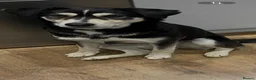 Mixed Breed dogs for sale: 3/4 husky puppies  - Advert 12
