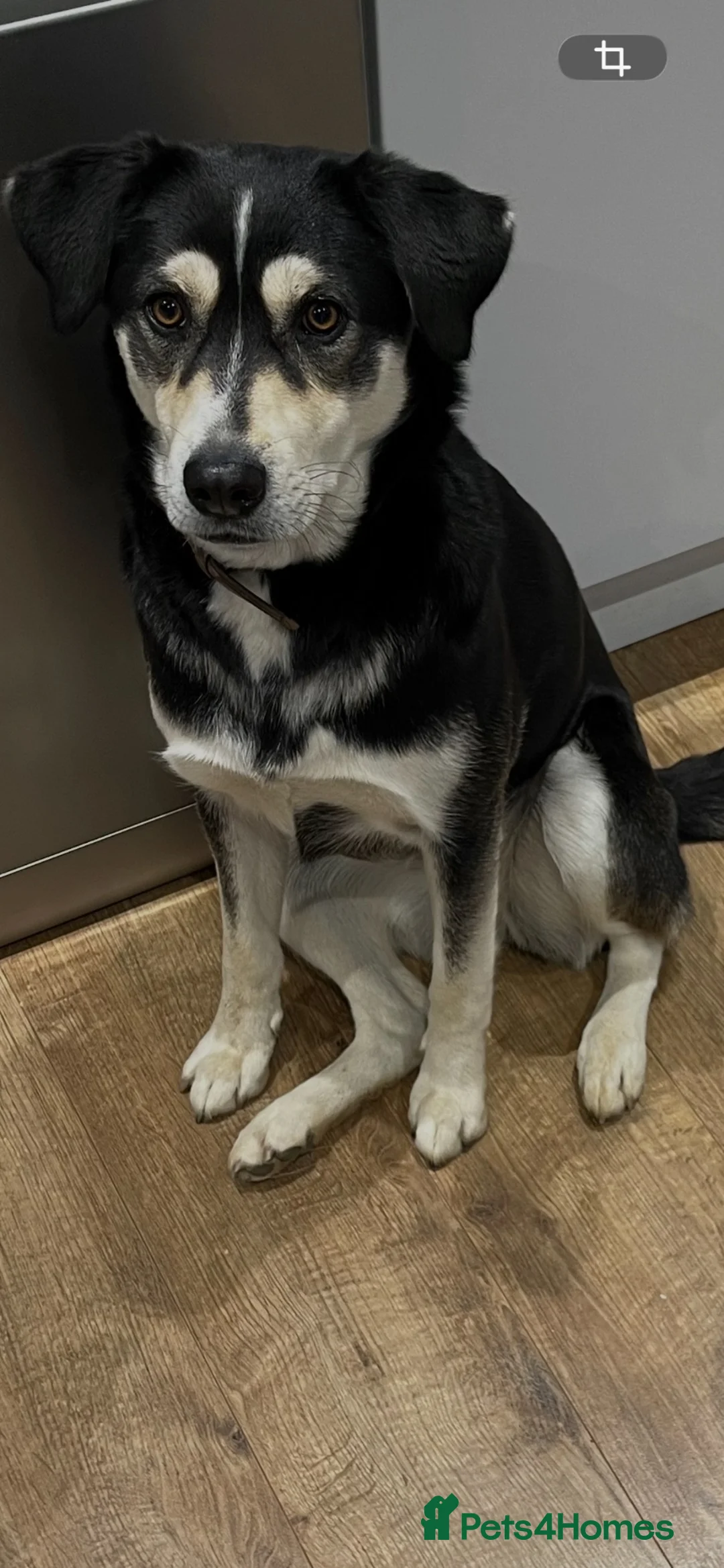 Mixed Breed dogs for sale: 3/4 husky puppies  - Advert 12